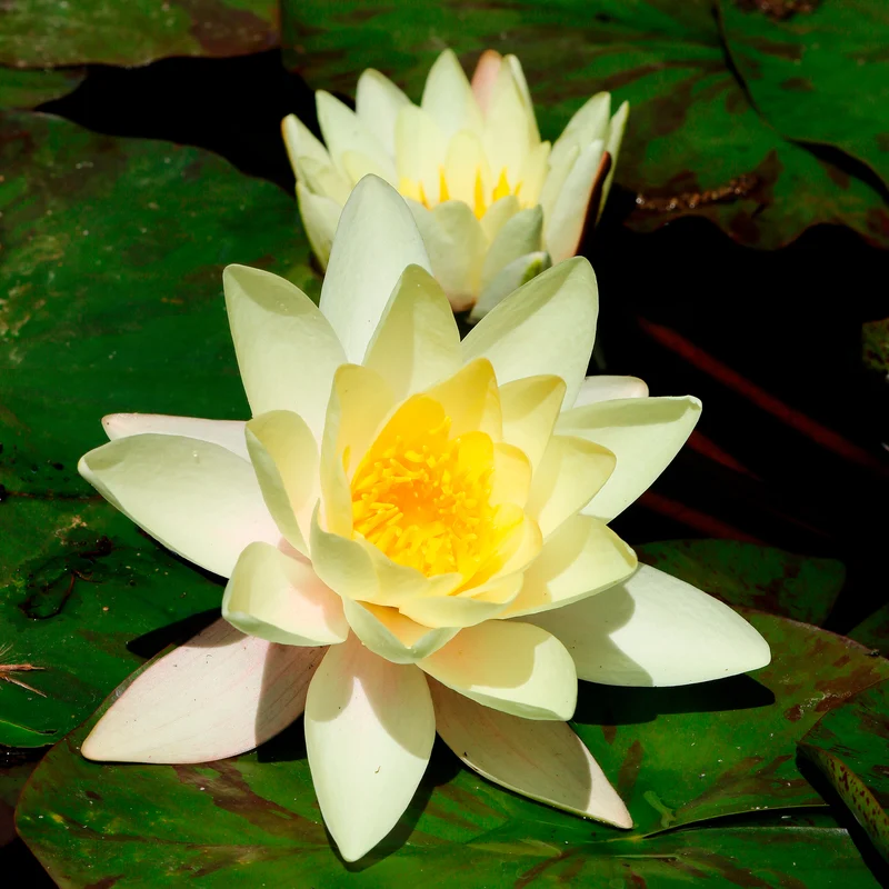 Nénuphar Marliacea Chromatella