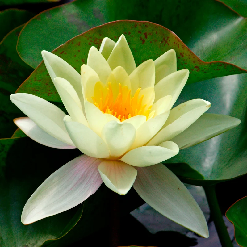 Nénuphar Marliacea Chromatella