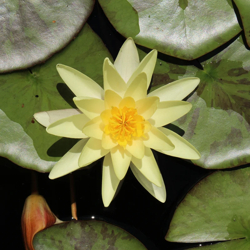 Nénuphar Marliacea Chromatella