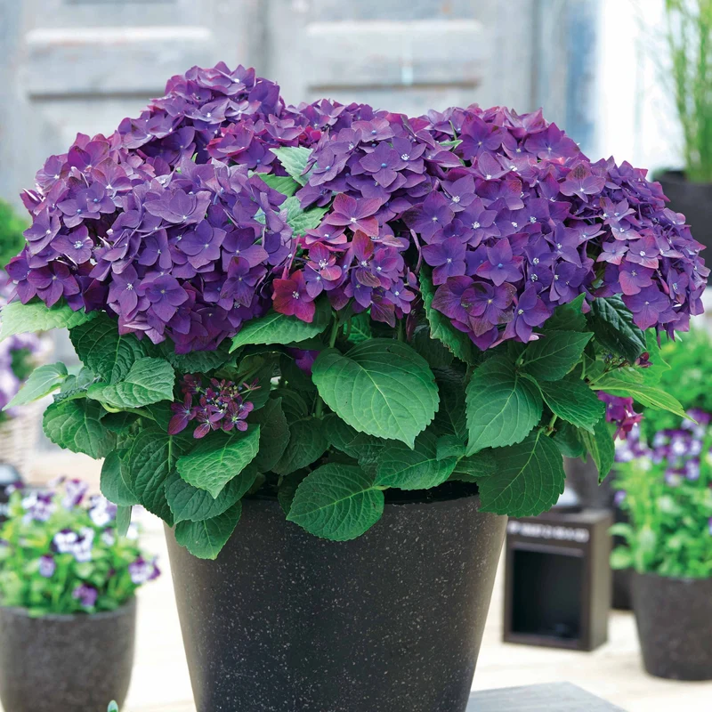 Hortensia Violet intense