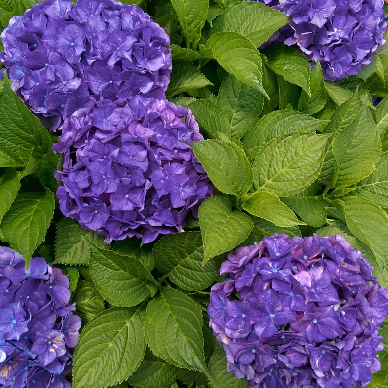 Hortensia Violet intense