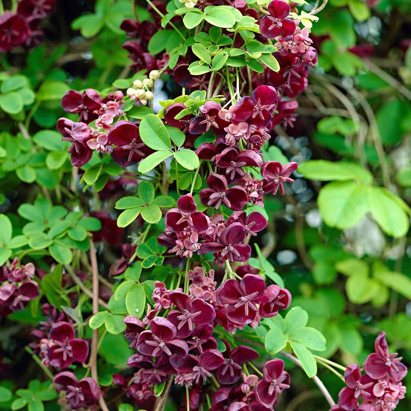 Akébia à cinq feuilles