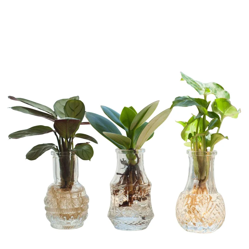 Mélange hydroponie et ses 3 vases