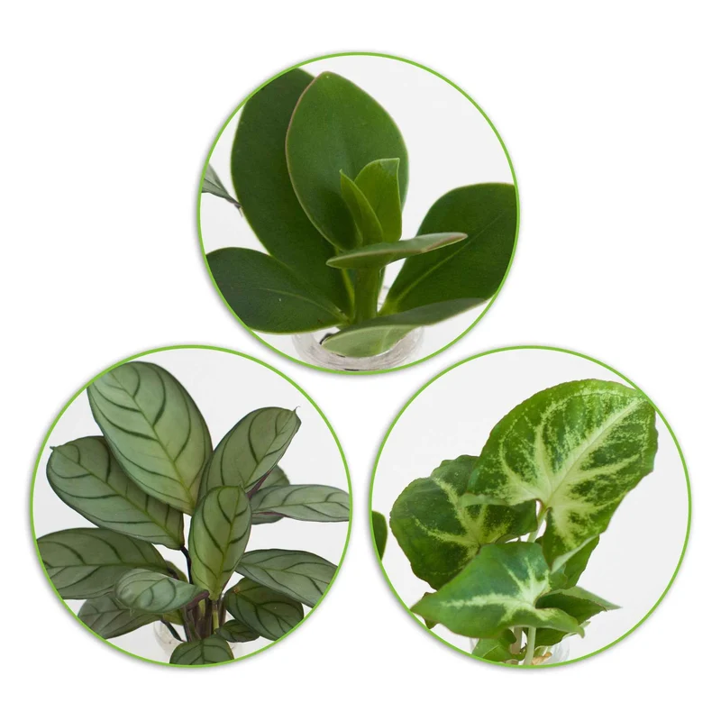 Mélange hydroponie et ses 3 vases
