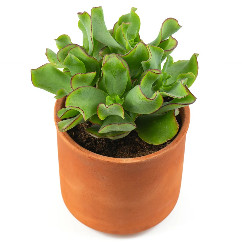 Crassula Arborescens 'Curly Green'