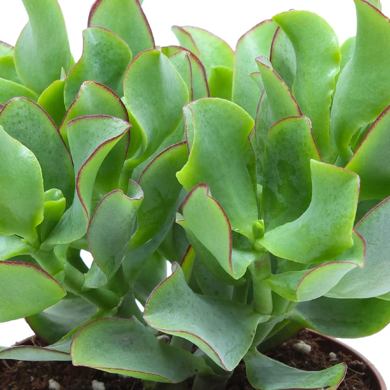 Crassula Arborescens 'Curly Green'