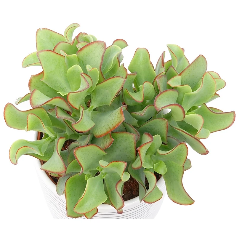 Crassula Arborescens 'Curly Green'
