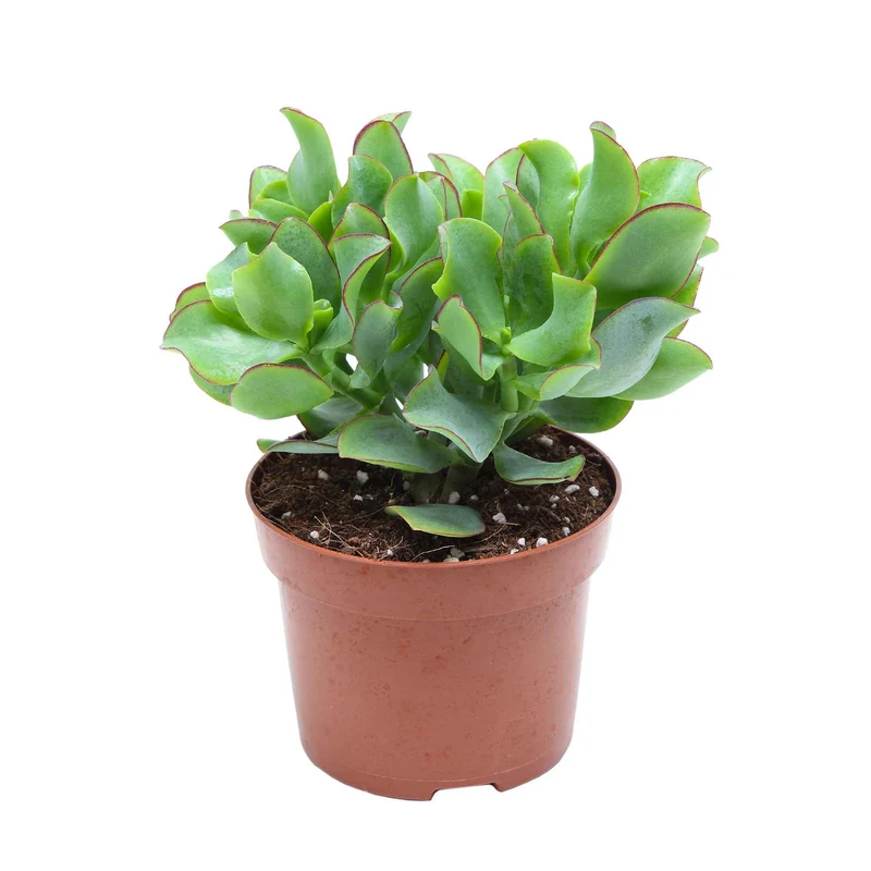 Crassula Arborescens 'Curly Green'