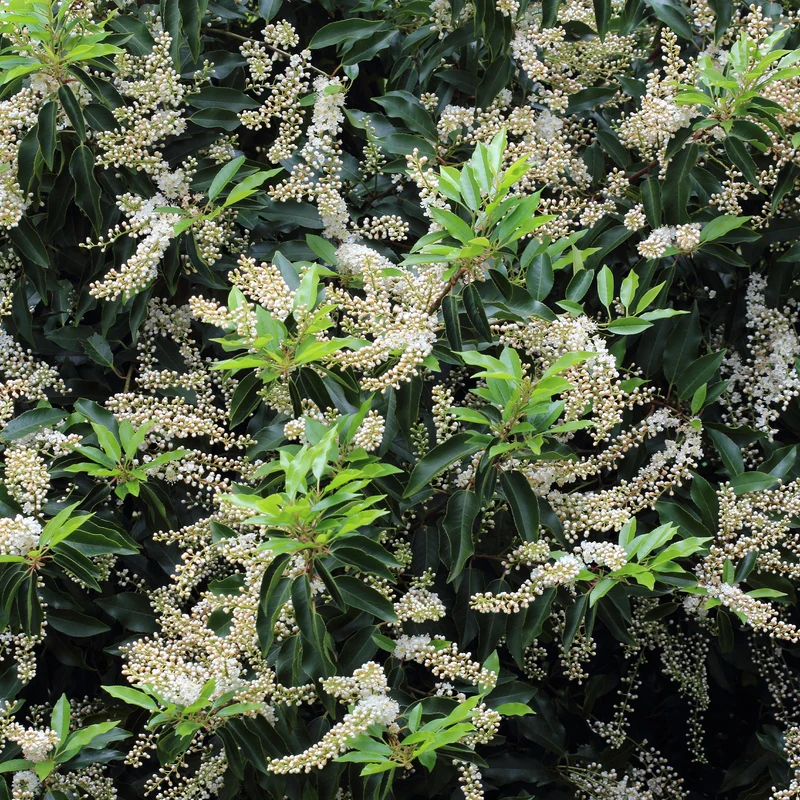 3 Lauriers du Portugal Angustifolia