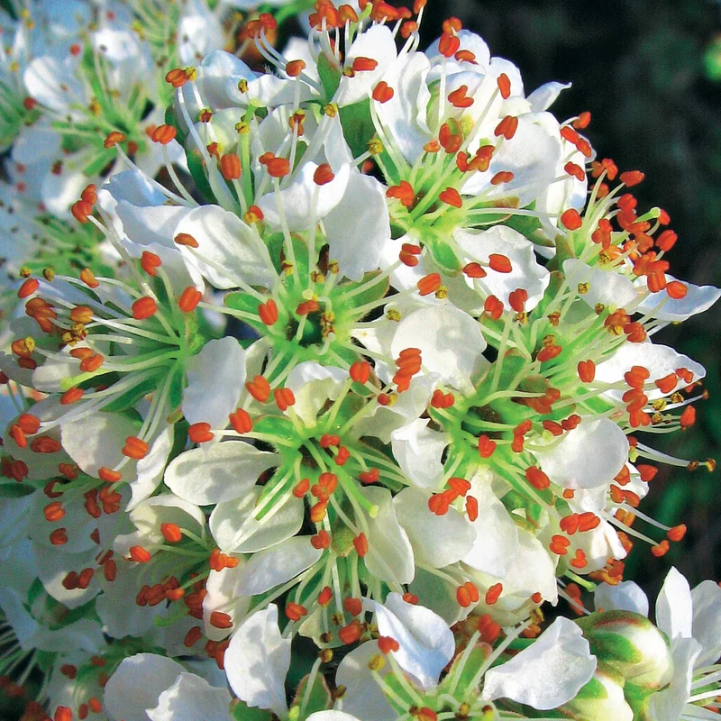 3 Lauriers du Portugal Angustifolia
