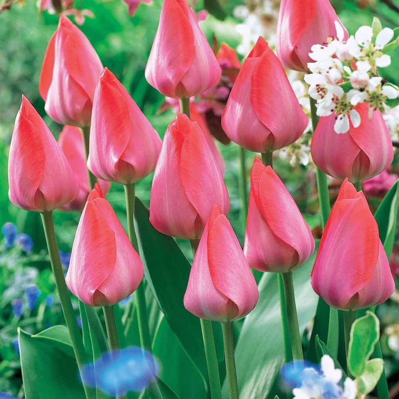 10 Tulipes Van Eijk
