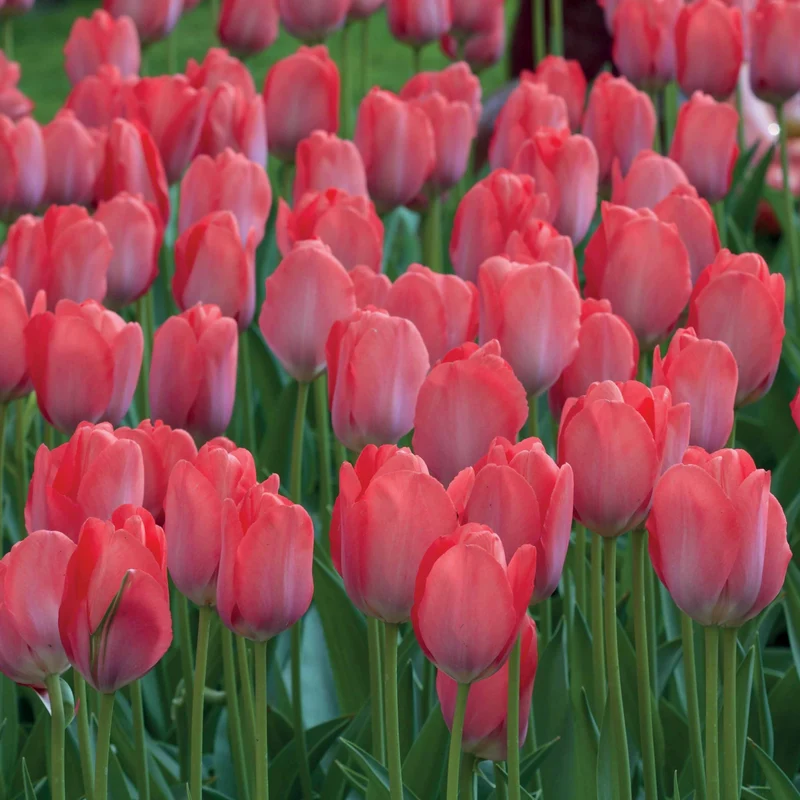 10 Tulipes Van Eijk