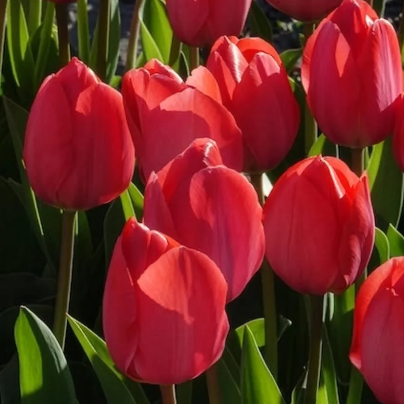 10 Tulipes Van Eijk