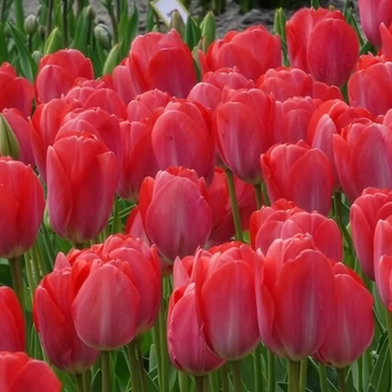 10 Tulipes Van Eijk