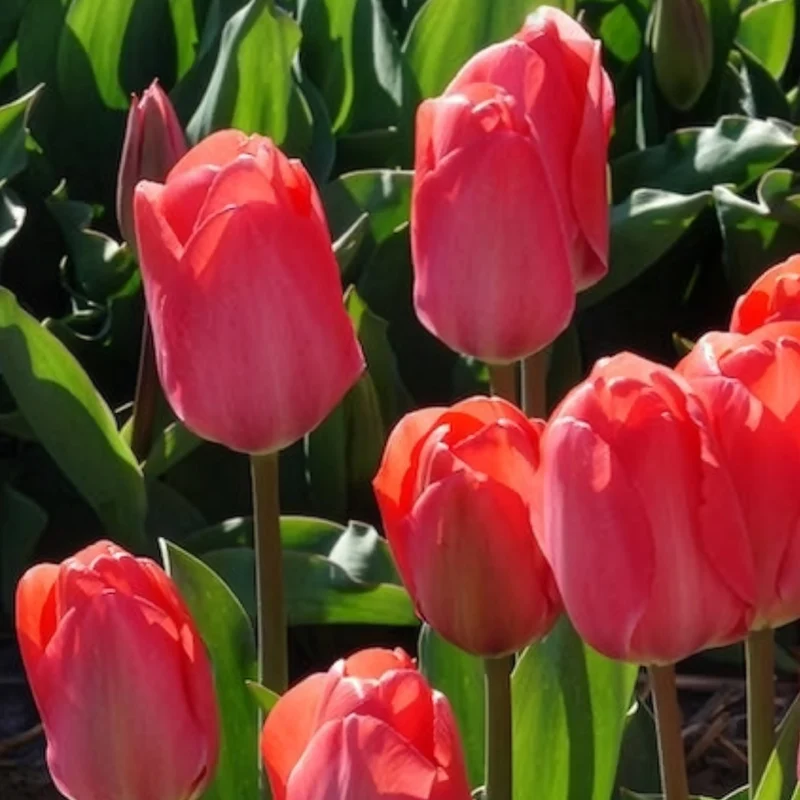 10 Tulipes Van Eijk