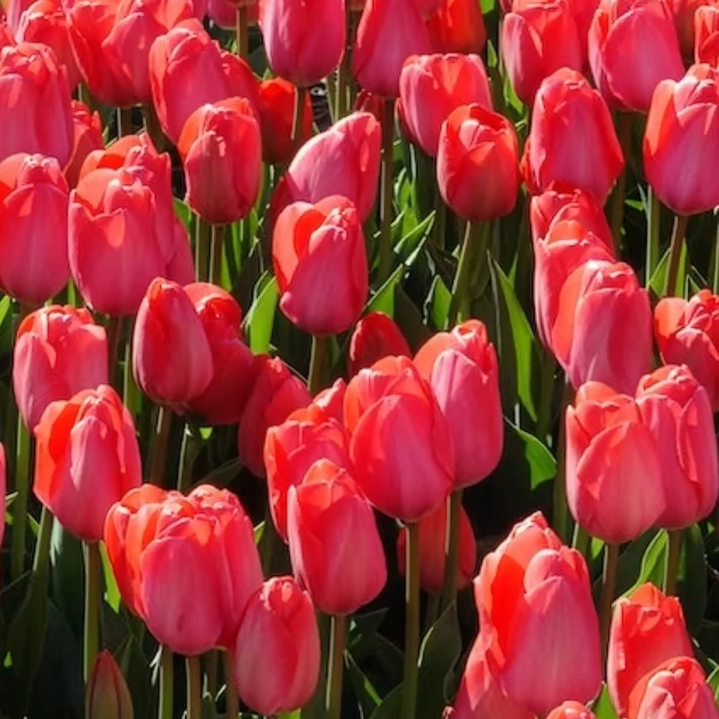 10 Tulipes Van Eijk