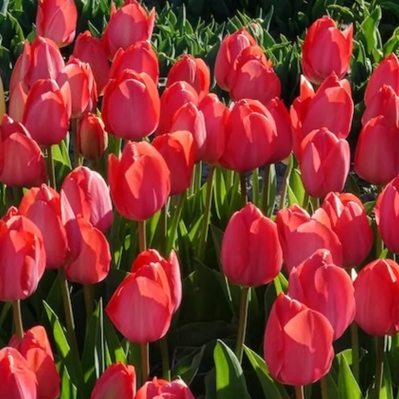 10 Tulipes Van Eijk