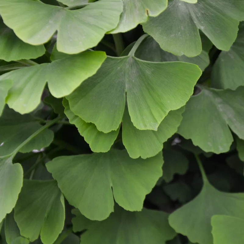 Arbre aux 40 écus - Ginkgo biloba