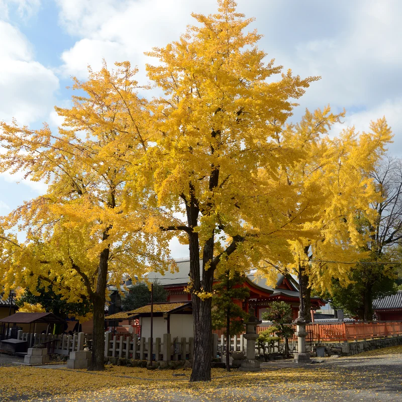 Arbre aux 40 écus - Ginkgo biloba