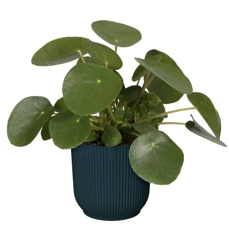 Cache-pot Vibes fold Bleu foncé ELHO