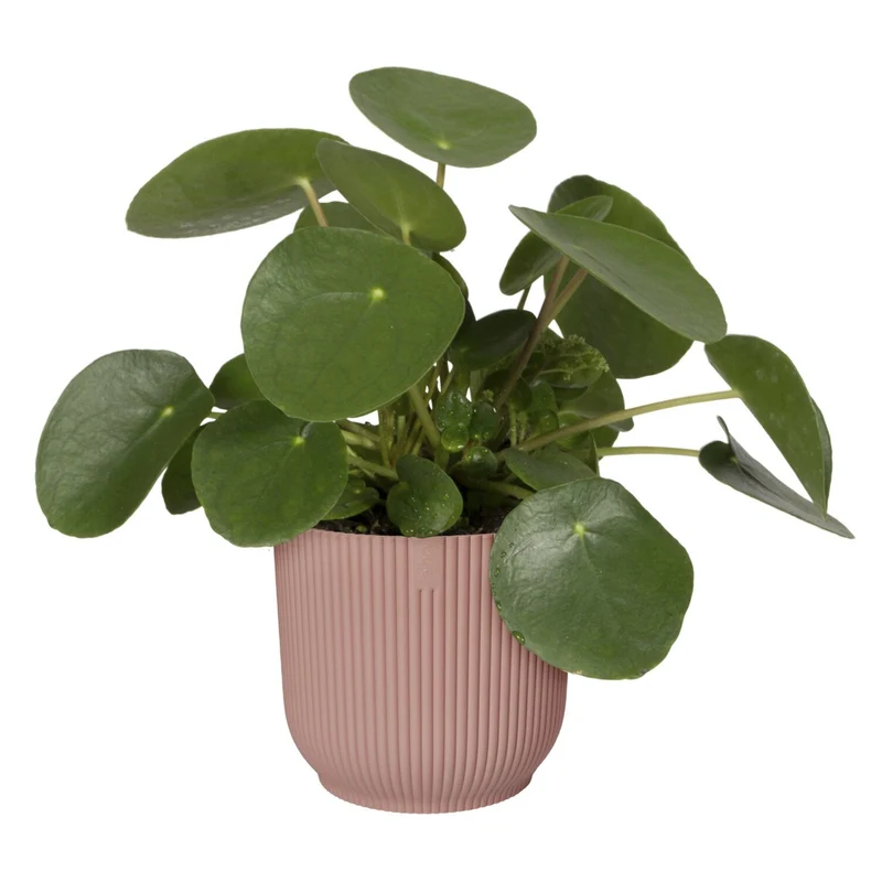 Cache-pot Vibes fold Rose poudré ELHO