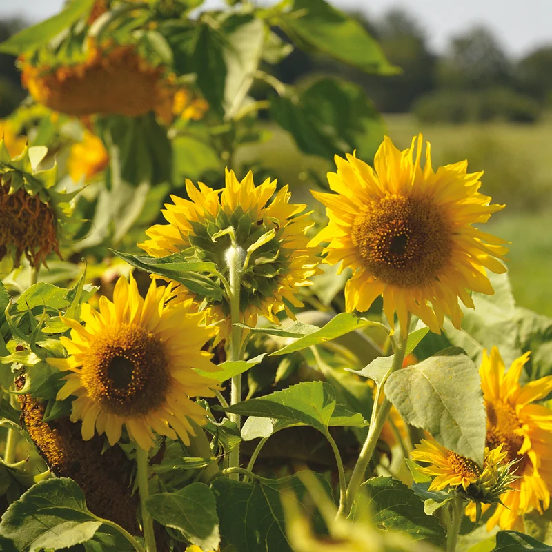TOURNESOL NAIN PAQUITO LEMON AB