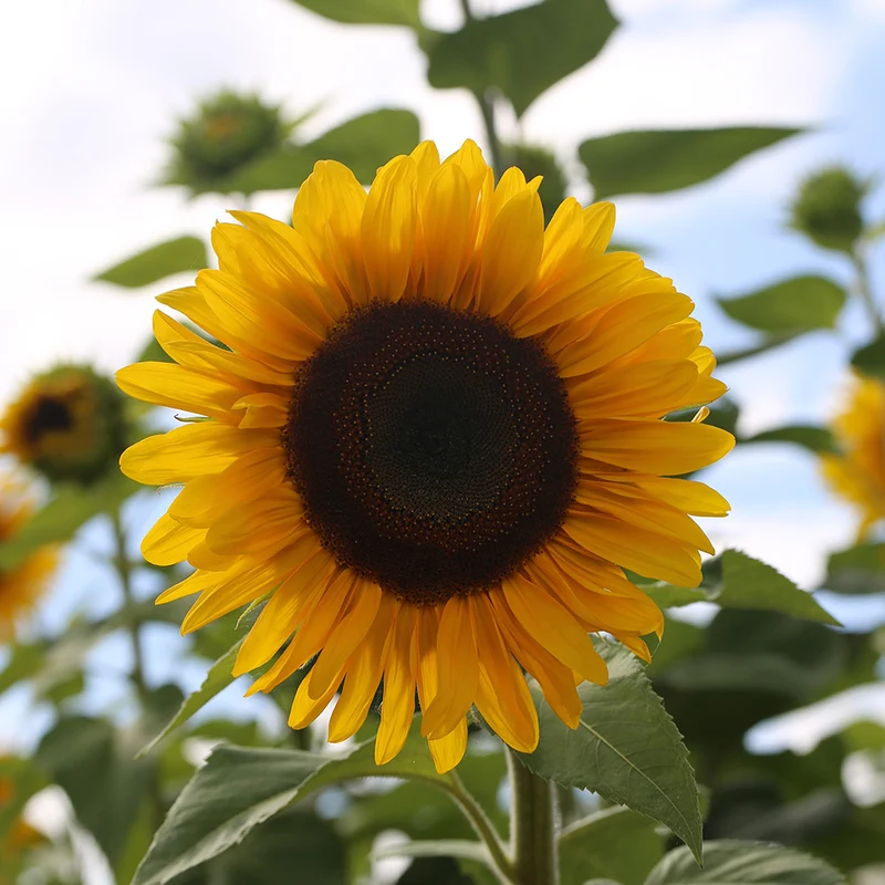 TOURNESOL À FLEUR GÉANTE AB