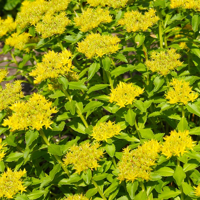 SEDUM OU ORPIN AIZOON AB