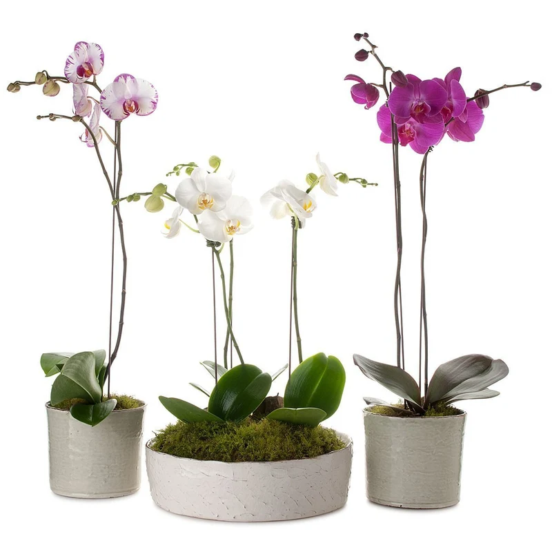 Classic Phalaenopsis Orchid Planter
