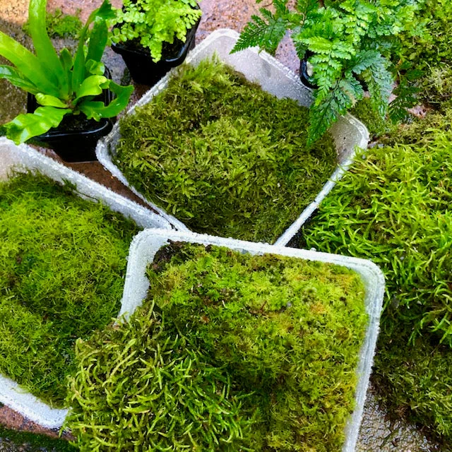 Living Terrarium Moss