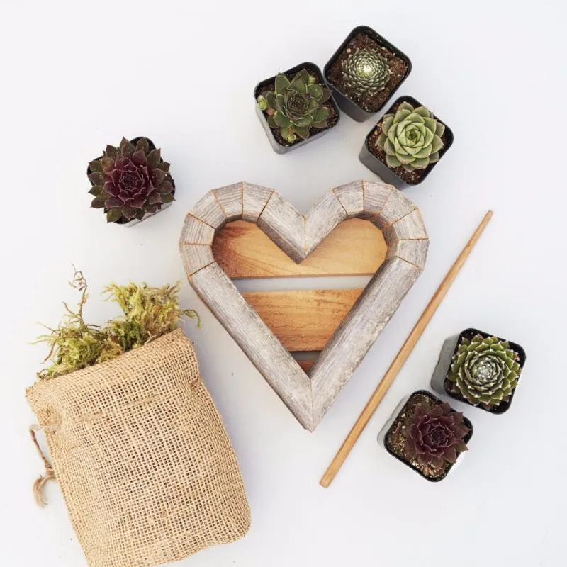 Succulent Heart Redwood Kit