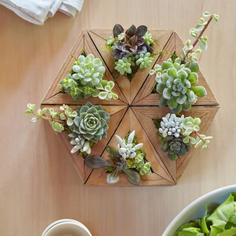 Succulent Triangle Planter Kit
