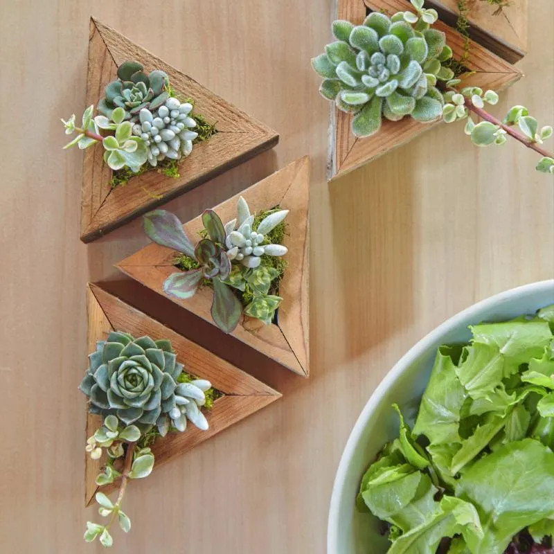 Succulent Triangle Planter Kit