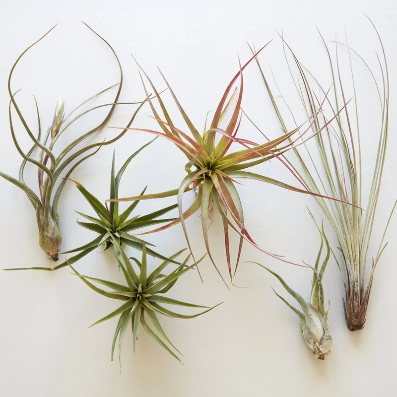 Assorted Air Plants