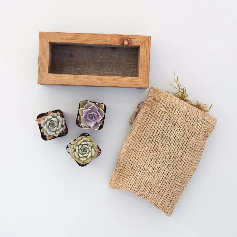 Succulent Trough Kit