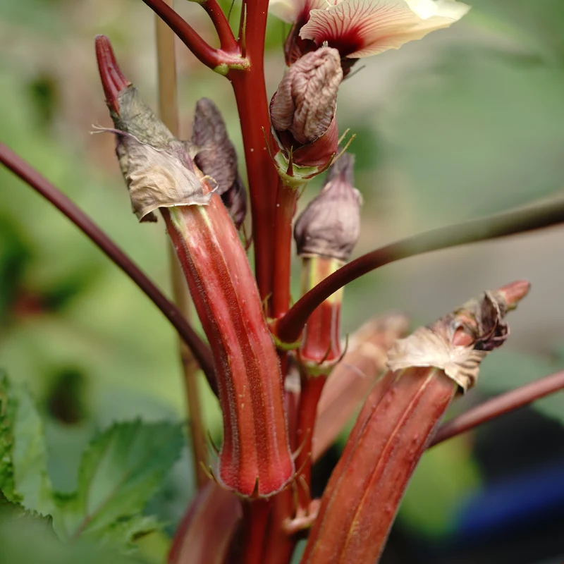 Okra Jing Orange - Bio