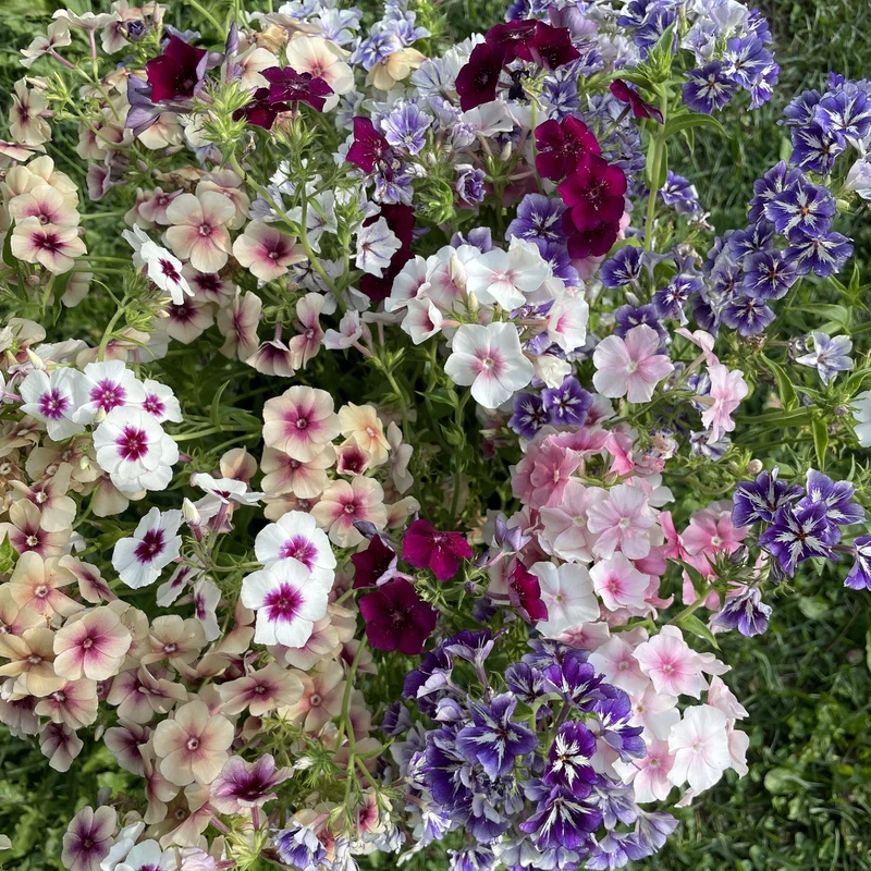 Phlox annuel