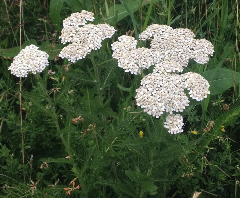 Achillée millefeuille - Bio