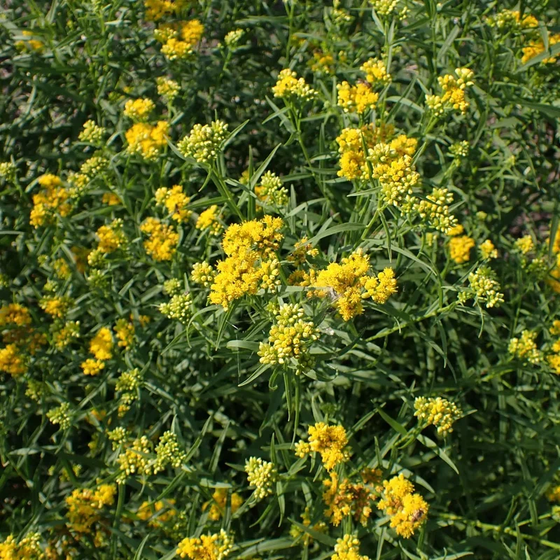 Verge d'or à feuilles de graminée