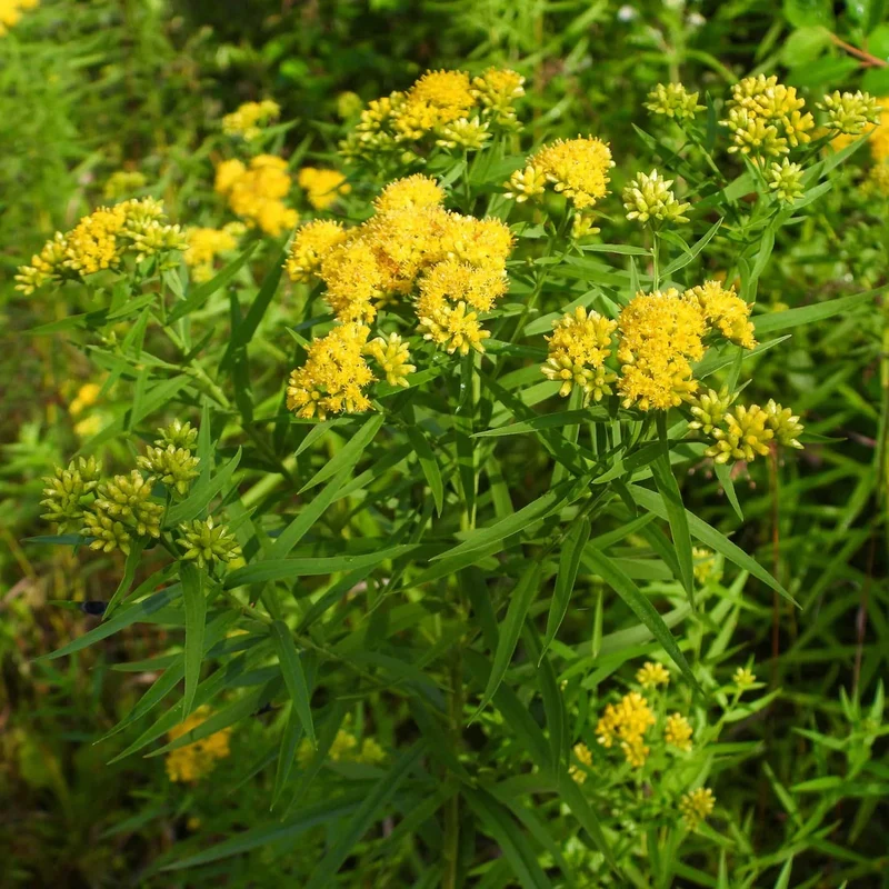Verge d'or à feuilles de graminée
