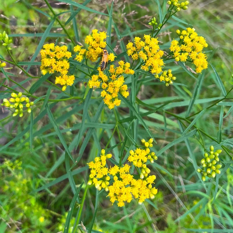 Verge d'or à feuilles de graminée