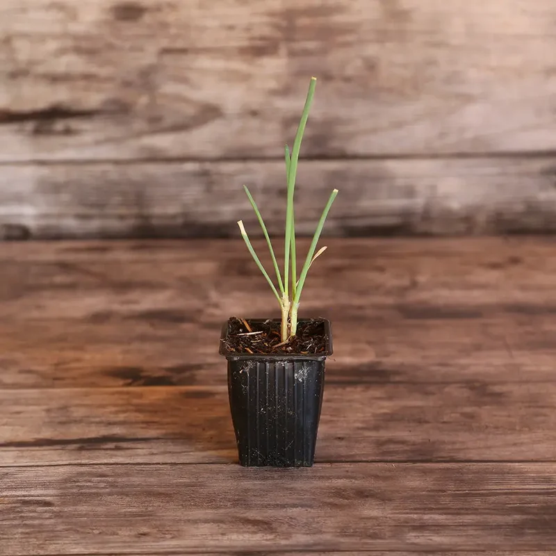 CIVE VIVACE SAINT JACQUES AB - PLANT