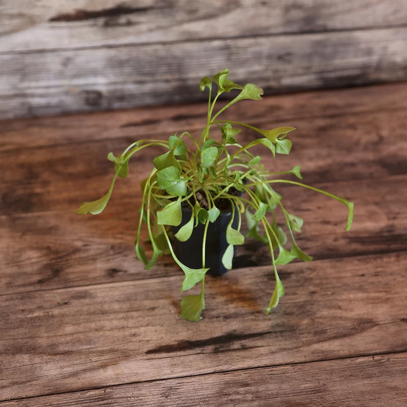 POURPIER D'HIVER OU CLAYTONE DE CUBA AB - PLANT