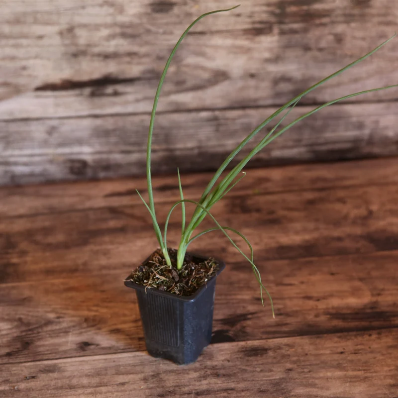 CIBOULE ISHIKURA AB - PLANT