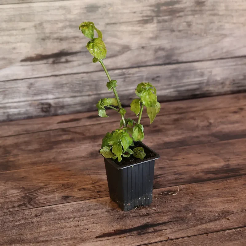 PLANTE CHAMPIGNON AB - PLANT