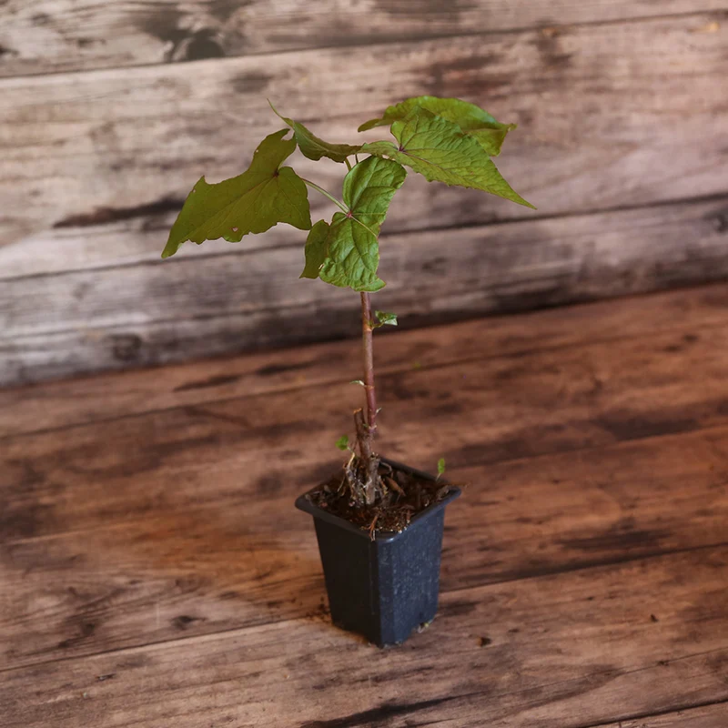 EPINARD ARBUSTIF OU SARRASIN VIVACE AB - PLANT