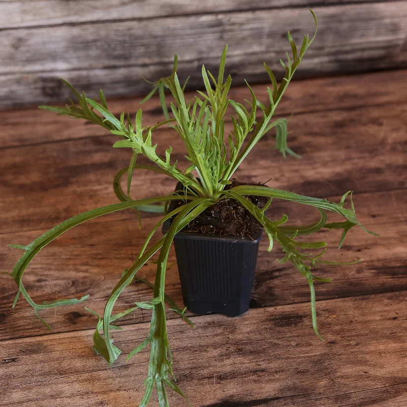 PLANTAIN CORNE DE CERF AB - PLANT
