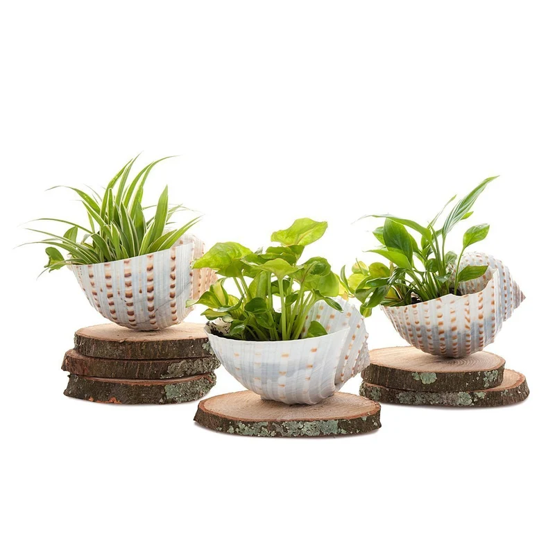 Shell Mini Nature Planter