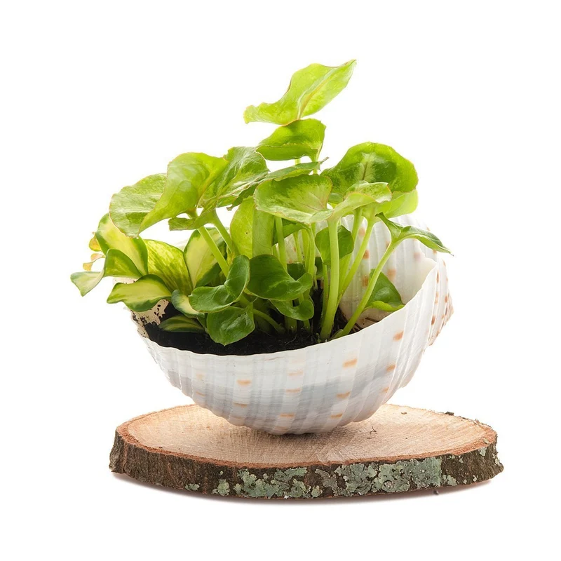 Shell Mini Nature Planter
