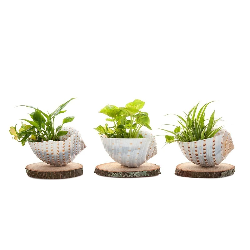 Shell Mini Nature Planter